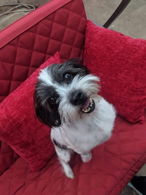 img_1881 Humane Society of Wichita County